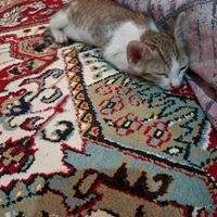 واگذاری گربه