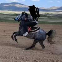 مادیان با کره|اسب و تجهیزات اسب‌سواری|سردرود, |دیوار