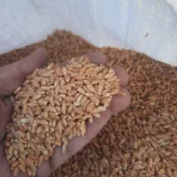 گندم بذری ترابی|عمدهفروشی|مرودشت, ثبت احوال|دیوار