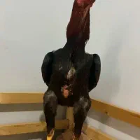 جوجه خروس لاری