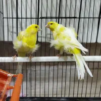 جفت قناری فر و جفت گلدین آبی و زرد