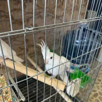 طوطی عروس البینو سفید خالص جفت خورده تعویض با سره|پرنده|کرج, دهقان ویلا|دیوار