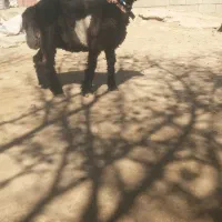 میش قوچ بره ماده ترکی اصل