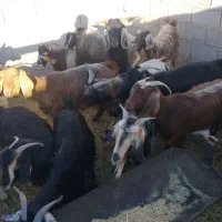 ۲۰ راس بز|حیوانات مزرعه|حنا, |دیوار