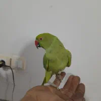 سلام طوطی دستی