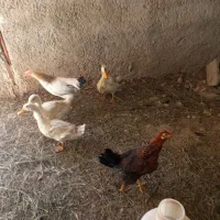 فروش اردک و غاز|پرنده|شاهرود, |دیوار