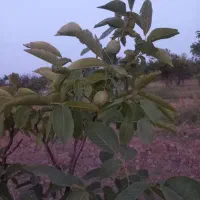 باغ گردو و انواع میوه|فروش زمین و ملک کلنگی|اهواز, سیصد دستگاه|دیوار