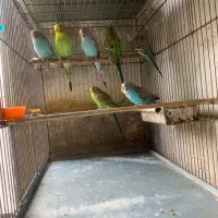 ۷‌ عدد مرغ عشق اماده جفت گیری