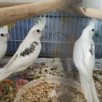 سه عدد جوجه البینو تک کت ودوکت در اشنویه