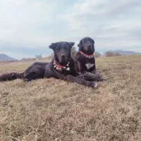 توله قدرجونی  خالص|سگ|داران, |دیوار