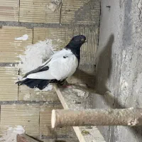 کبوتر|پرنده|مشکین‌دشت, |دیوار