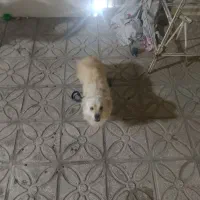 سگ  پامر اشپیزه