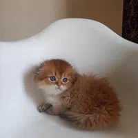 کانال گربه میوهاپ ( پرشین / بریتیش / اسکاتیش )|گربه|اصفهان, جلفا|دیوار