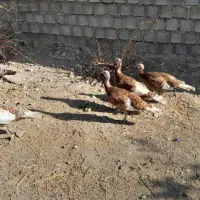 ۱۰عدد بوقلمون ماده محلی و ارگانیک