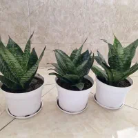 گل سانس پا کوتاه