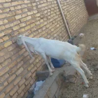 بز پاکستانی گلابی|حیوانات مزرعه|فهرج, |دیوار