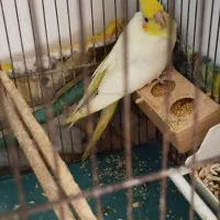 عروس هلندی لوتینو