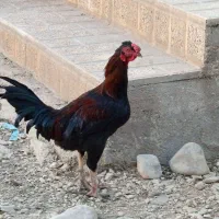فروش تعدادی مرغ و خروس کردی بوقلمون کردی|حیوانات مزرعه|گیلان غرب, |دیوار
