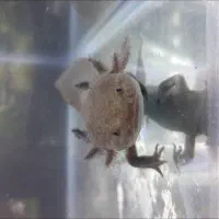 ماهی دست و پا دار