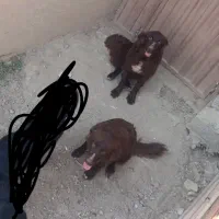 بومی
