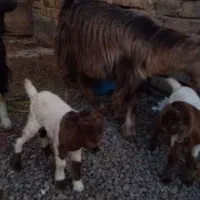 میش بره بز|حیوانات مزرعه|قم, صفاشهر|دیوار