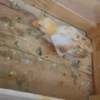 جوجه محلی یک ماهه