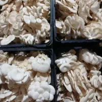 فروش بذر قارچ صدفی|گل و گیاه طبیعی|قم, شهرک مهدیه|دیوار