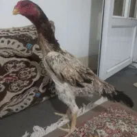 مرغ لاری اوشامو