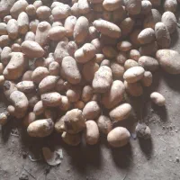 سیب زمینی آکریا