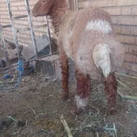 بره نر یا گوسفند