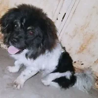 سگ پا کوتاه