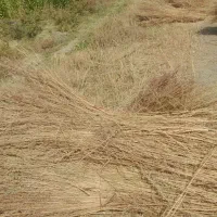 جارو شهرداری ۵جریب اماده|لوازم نظافت|نهاوند, |دیوار