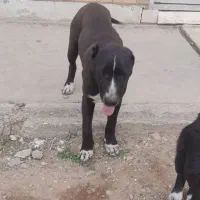 سگ معاوضه با چیزی که بکارم بیاد