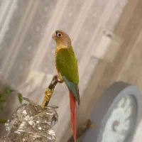 گمشده پرنده گرینچیک