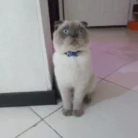 آقا میلو