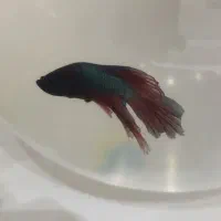 ماهی فایتر نر و ماده