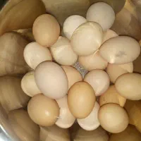 تخم مرغ محلی