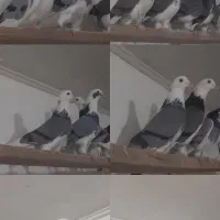 کفتر۱۶عدد پشت چاهی نروماده عالی جنس هوای بشرط