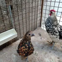 مرغ و خروس سبرایت جوان زیر یک سال|حیوانات مزرعه|هشتگرد, شهرک بعثت|دیوار