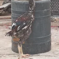 لاری ۲عدد|حیوانات مزرعه|میانه, |دیوار