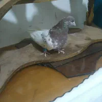 کفتر کله سرخ