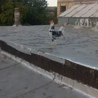 خروس گلین جوان|حیوانات مزرعه|بن, |دیوار