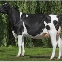 کارگر شیردوشی|خدمات پیشه و مهارت|تربت جام, جامرود|دیوار