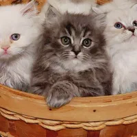 توله گربه های پرشین اصیل