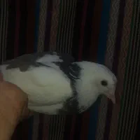 اجتماعی|حراج|زابل, |دیوار