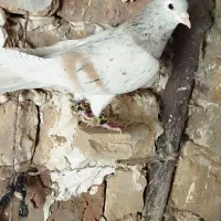 کبوتر چپ|پرنده|زهک, |دیوار