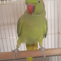 طوطی ملنگو