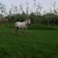 اسب نریان سواری باری سال هشت