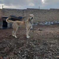 یک قلاده ماده پژدر یه ساله
