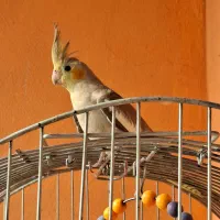 عروس هلندی|پرنده|مراغه, |دیوار